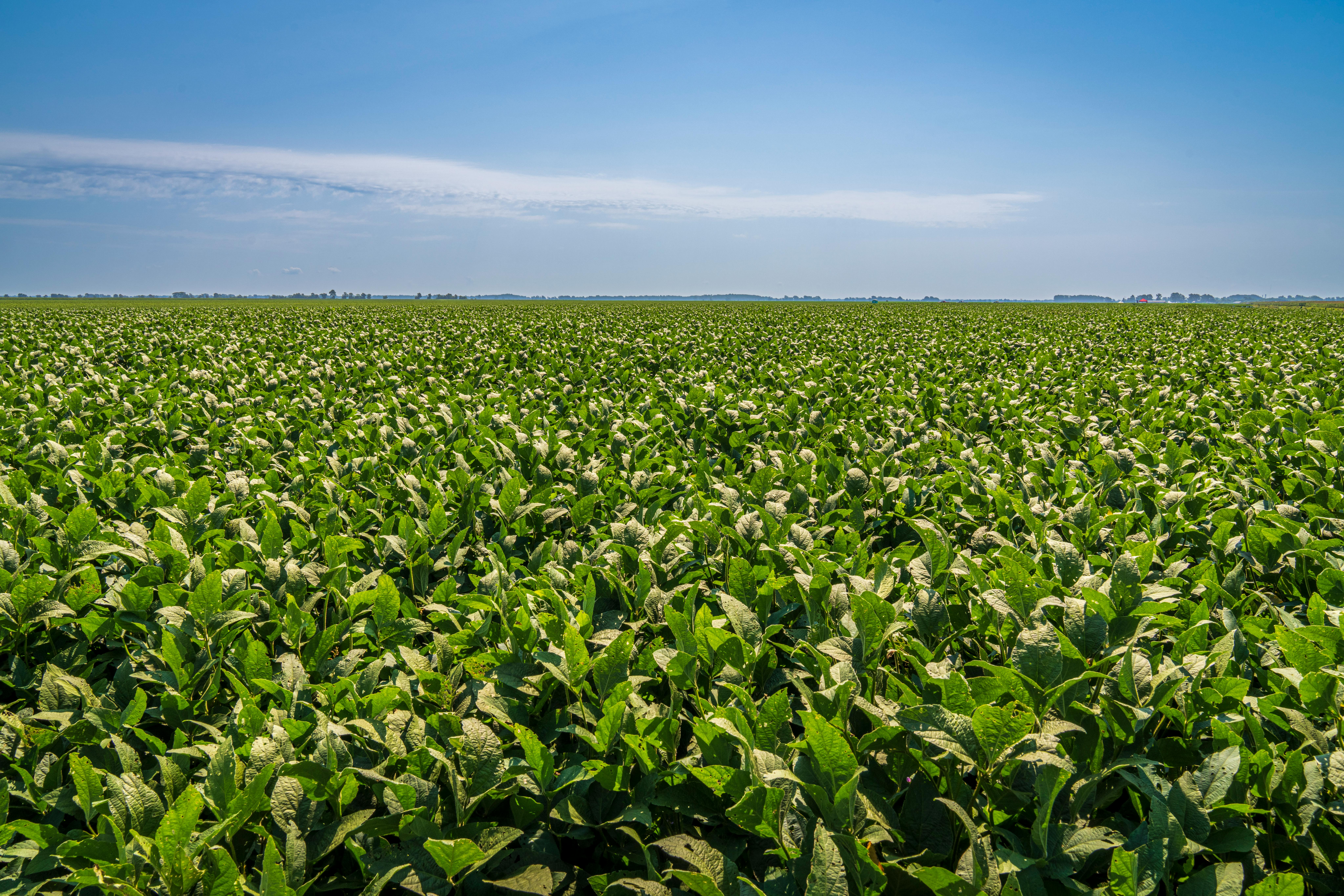 LN Agro Soybean Origination